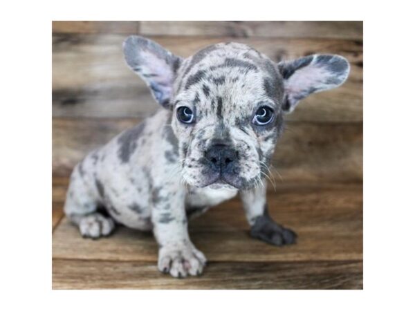 French Bulldog DOG Male Blue Merle 11985 Petland Henderson, Nevada