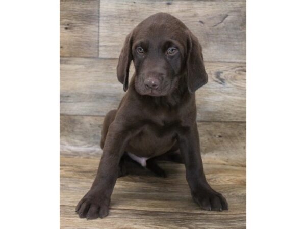 Labrador Retriever DOG Male Chocolate 11978 Petland Henderson, Nevada