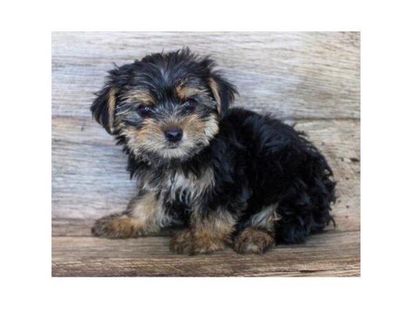 Morkie DOG Male Black / Tan 11975 Petland Henderson, Nevada