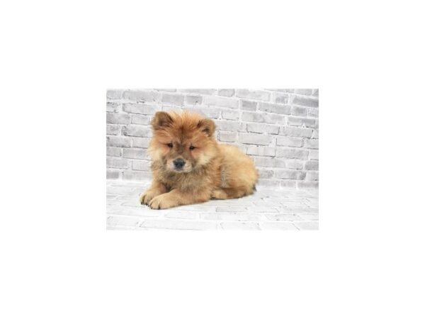 Chow Chow-DOG-Female-Cinnamon-11970-Petland Henderson, Nevada