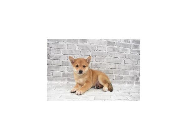 Shiba Inu DOG Male Red 11973 Petland Henderson, Nevada