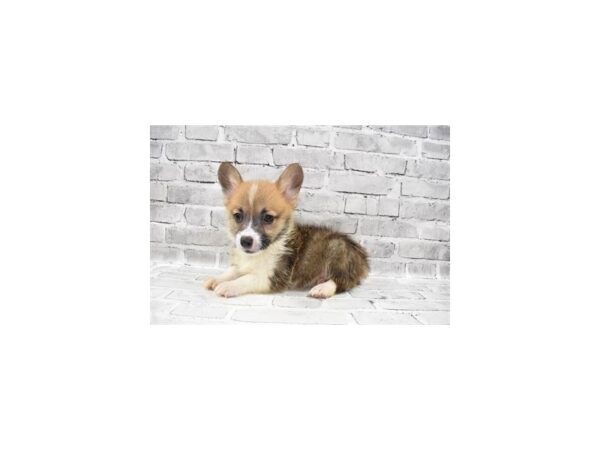 Pembroke Welsh Corgi DOG Male Sable 11969 Petland Henderson, Nevada