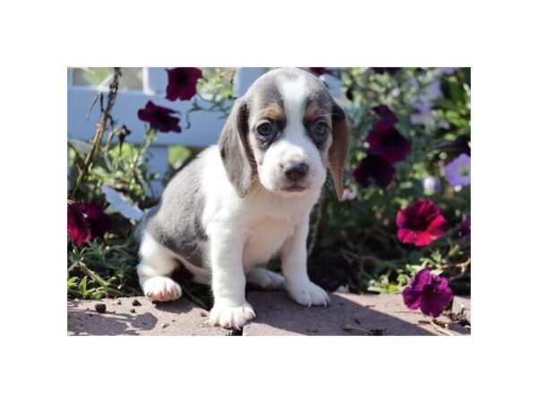 Beagle DOG Female Blue White / Tan 11987 Petland Henderson, Nevada