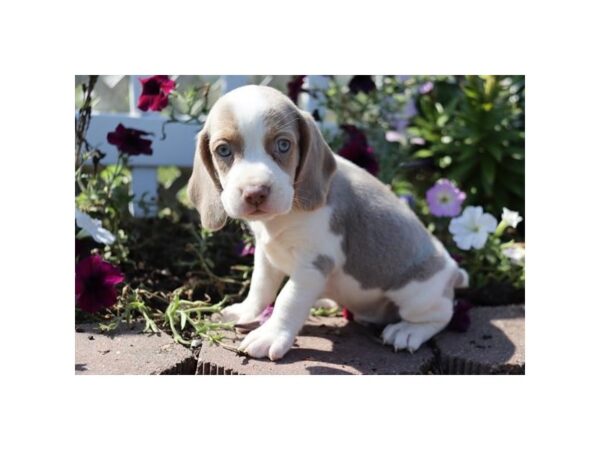 Beagle-DOG-Male-Lilac-11988-Petland Henderson, Nevada