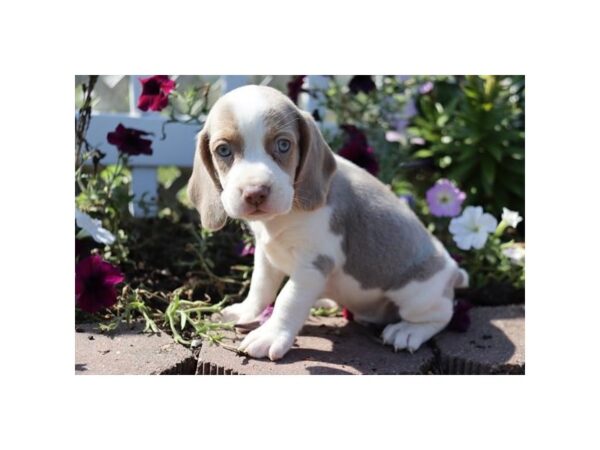 Beagle DOG Male Lilac 11988 Petland Henderson, Nevada