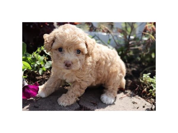 Poodle DOG Female Cream 11996 Petland Henderson, Nevada