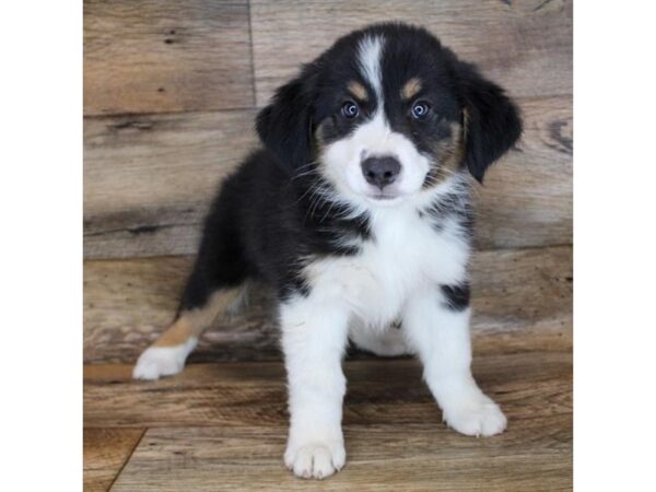 Australian Shepherd DOG Male Black White / Tan 11994 Petland Henderson, Nevada