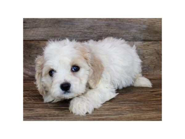 Cavachon DOG Female Buff / White 11991 Petland Henderson, Nevada