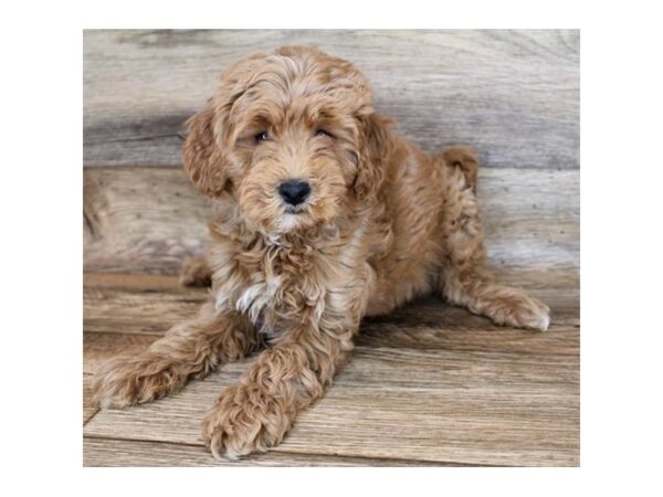 Cavapoo DOG Female Red 11992 Petland Henderson, Nevada