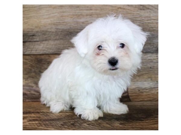 Maltese DOG Male White 11995 Petland Henderson, Nevada