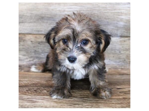 Yochon-DOG-Male-Red Sable-11990-Petland Henderson, Nevada