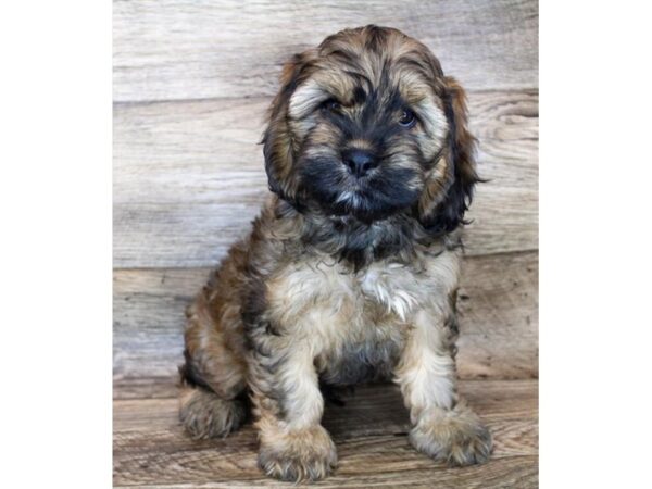 Cock A Poo-DOG-Male-Red Sable-11993-Petland Henderson, Nevada