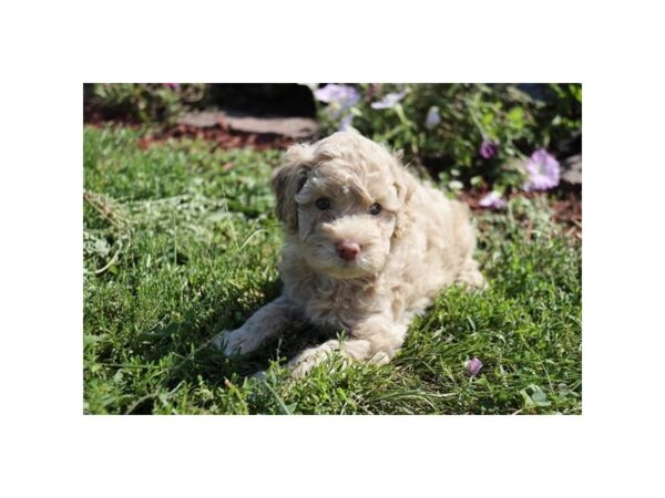 Poodle DOG Male Cream 11997 Petland Henderson, Nevada