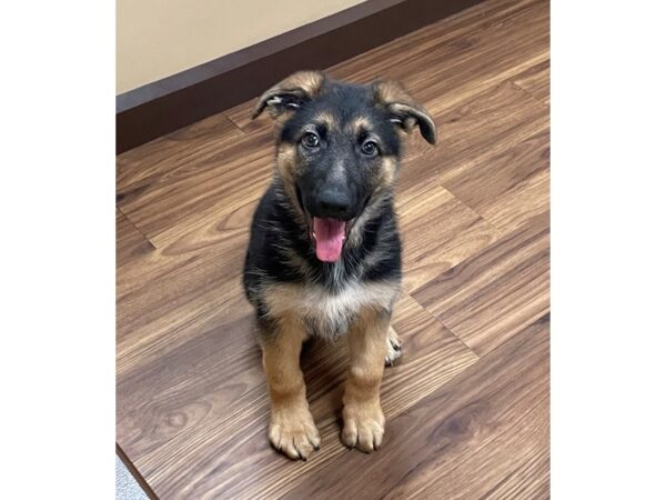 German Shepherd Dog DOG Male Black / Tan 11986 Petland Henderson, Nevada