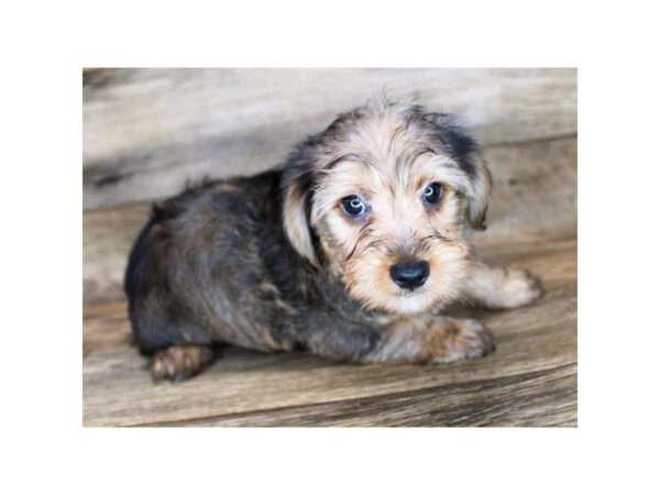 Morkie DOG Male Gold 12007 Petland Henderson, Nevada