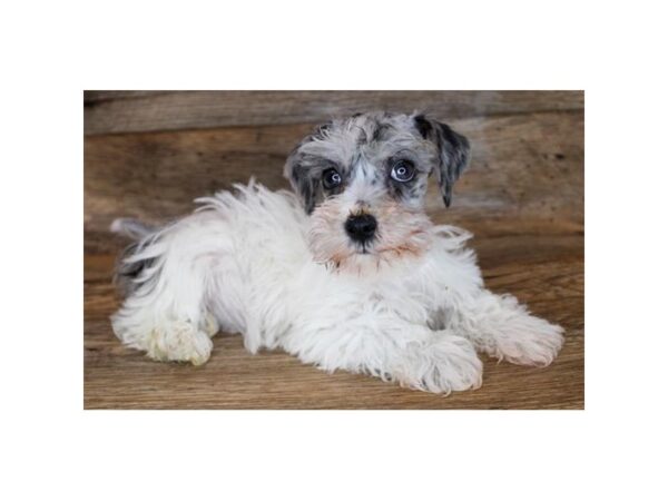 Schnoodle DOG Female Blue Merle 12008 Petland Henderson, Nevada