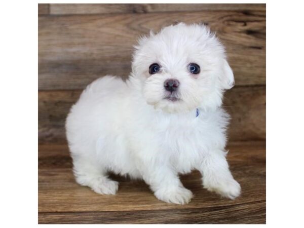 Maltese DOG Female White 12001 Petland Henderson, Nevada