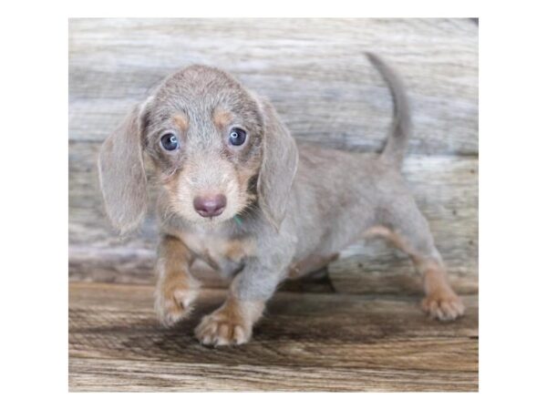 Dachshund DOG Female Fawn (Isabella) / Tan 12000 Petland Henderson, Nevada