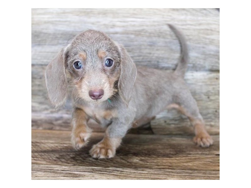 DachshundDOGFemaleFawn (Isabella) / Tan3331705Petland Henderson, Nevada