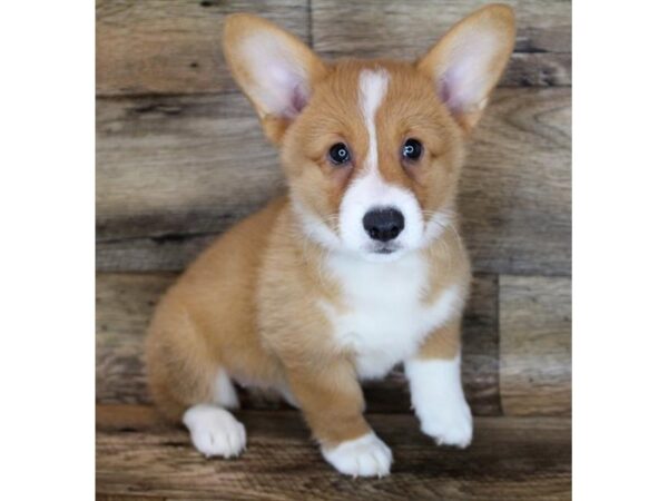 Pembroke Welsh Corgi DOG Female Red / White 12002 Petland Henderson, Nevada