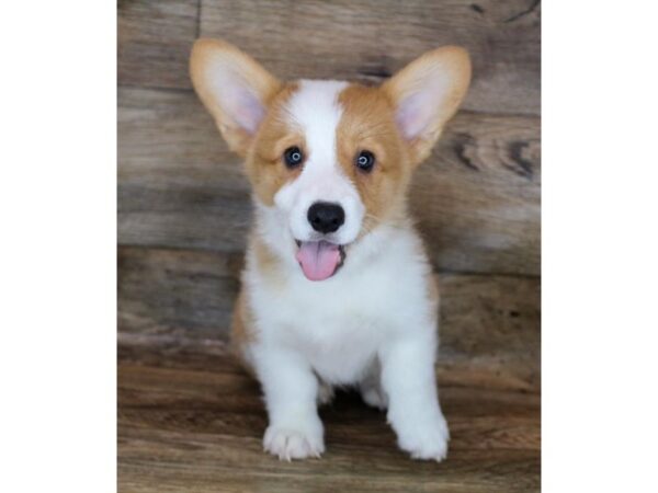 Pembroke Welsh Corgi DOG Male Red / White 12003 Petland Henderson, Nevada