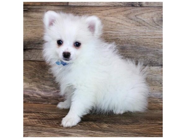 Pomeranian-DOG-Female-Cream-12004-Petland Henderson, Nevada