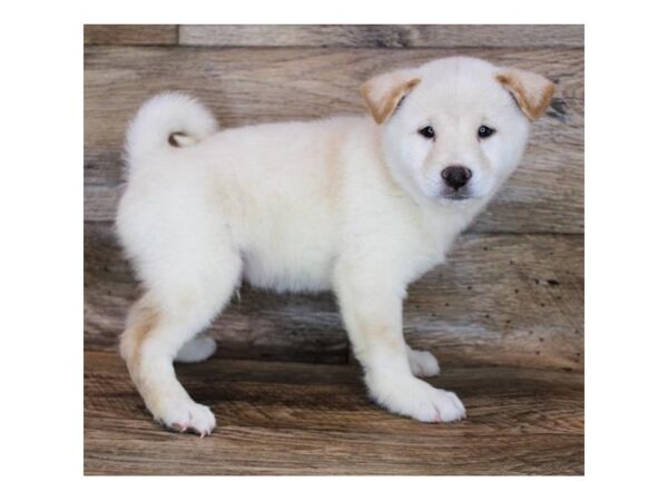 Shiba Inu DOG Male Cream 12005 Petland Henderson, Nevada