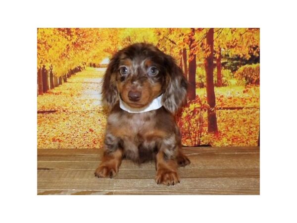 Dachshund DOG Male Chocolate Dapple 12009 Petland Henderson, Nevada