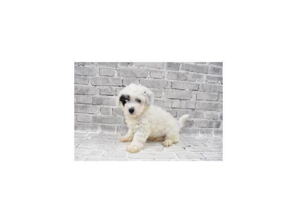 Coton De Tulear-DOG-Male-Black-12012-Petland Henderson, Nevada