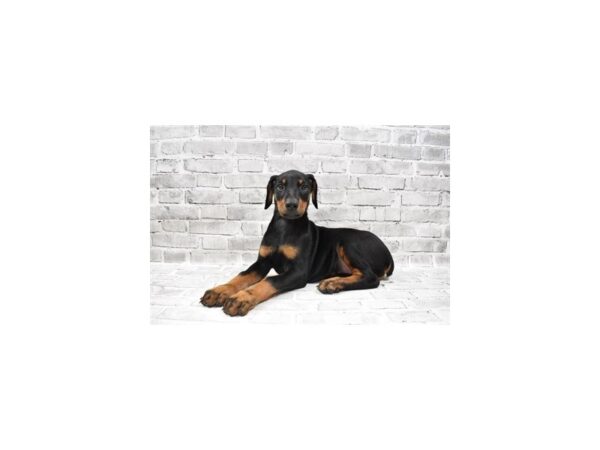 Doberman Pinscher DOG Female Black and Rust 12010 Petland Henderson, Nevada