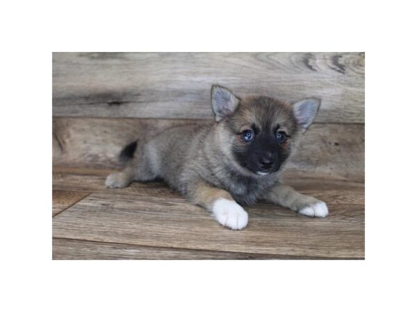 Pomeranian/Alaskan Klee Kai-DOG-Female-Red Sable-12022-Petland Henderson, Nevada