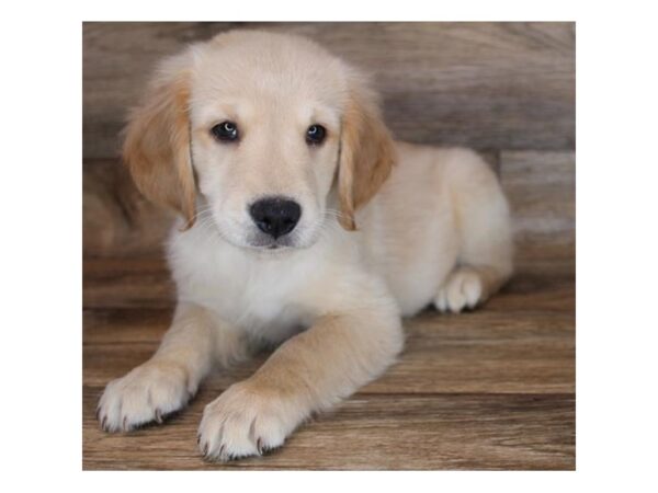 Golden Retriever-DOG-Male-Golden-12015-Petland Henderson, Nevada