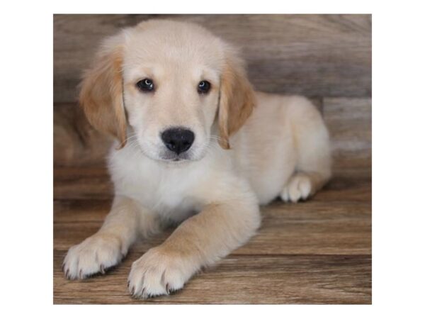 Golden Retriever DOG Male Golden 12015 Petland Henderson, Nevada