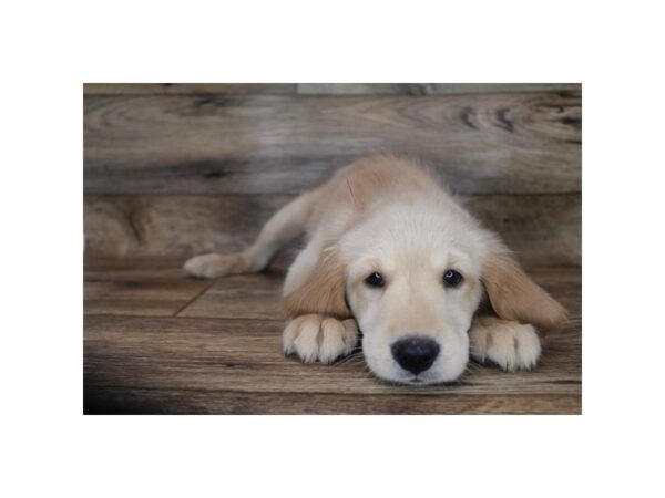 Golden Retriever-DOG-Male-Golden-12016-Petland Henderson, Nevada