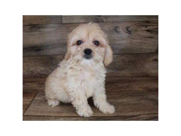 Cock A Poo DOG Female Apricot 12021 Petland Henderson, Nevada