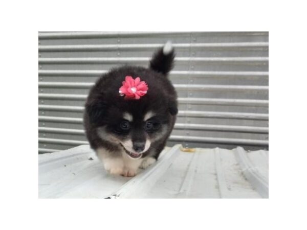 Pomimo-DOG-Female-Black-12024-Petland Henderson, Nevada