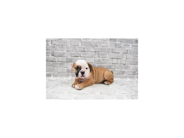 English Bulldog DOG Female Red and White 12026 Petland Henderson, Nevada