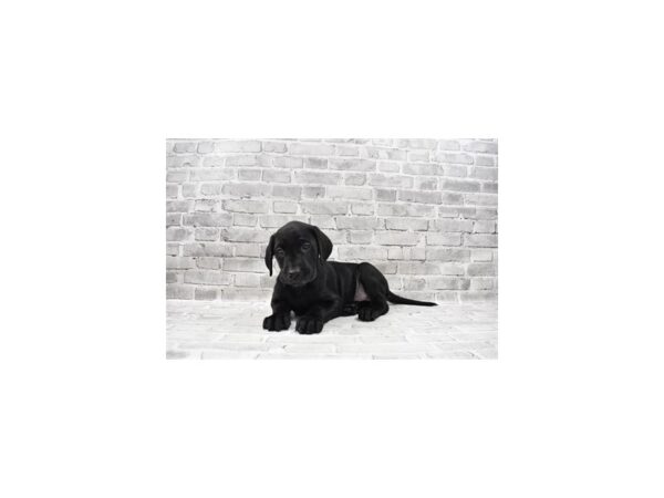 Labrador Retriever DOG Male Black 12027 Petland Henderson, Nevada