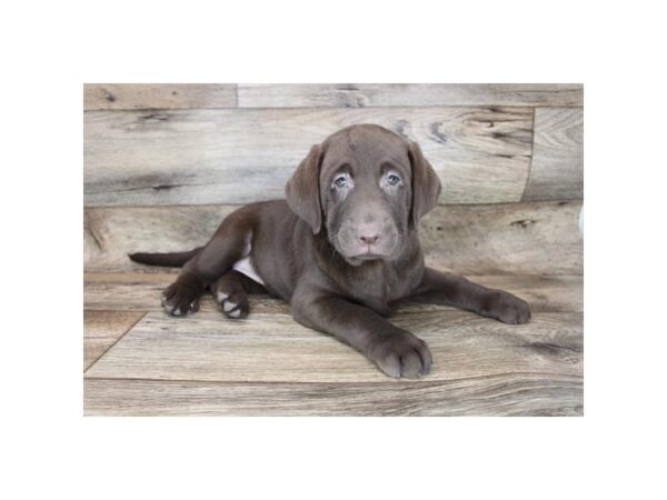 Labrador Retriever DOG Female Chocolate 12041 Petland Henderson, Nevada