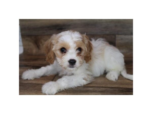 Cavachon DOG Female Red / White 12037 Petland Henderson, Nevada