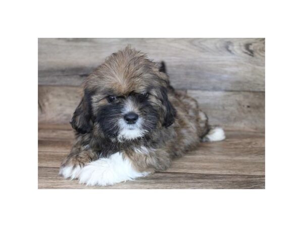 Lhasa Apso-DOG-Male-Grizzle-12042-Petland Henderson, Nevada