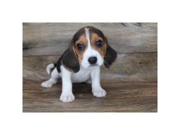 Beagle DOG Female Black Tan / White 12040 Petland Henderson, Nevada