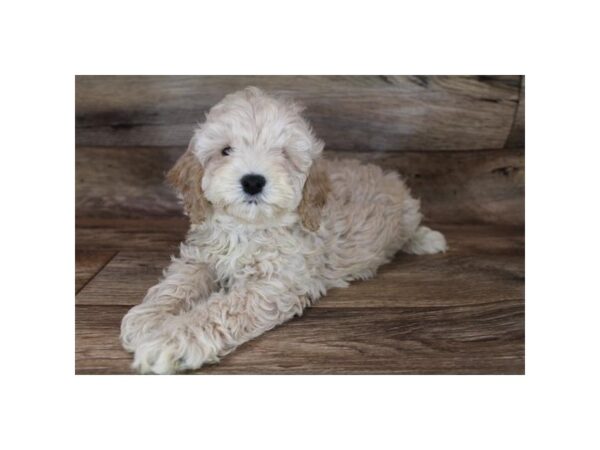 Cock A Poo DOG Female Buff 12038 Petland Henderson, Nevada