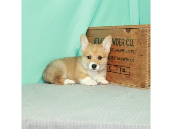 Pembroke Welsh Corgi DOG Female Red / White 12035 Petland Henderson, Nevada