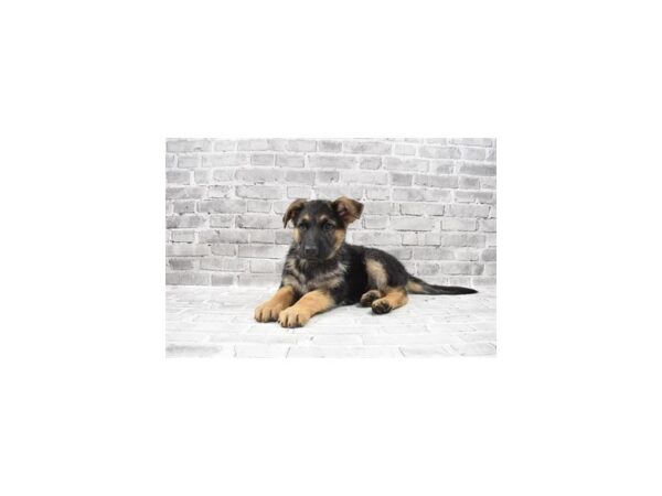 German Shepherd-DOG-Female-Black and Tan-12029-Petland Henderson, Nevada