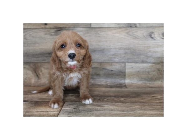 Cavapoo DOG Female Red 12039 Petland Henderson, Nevada