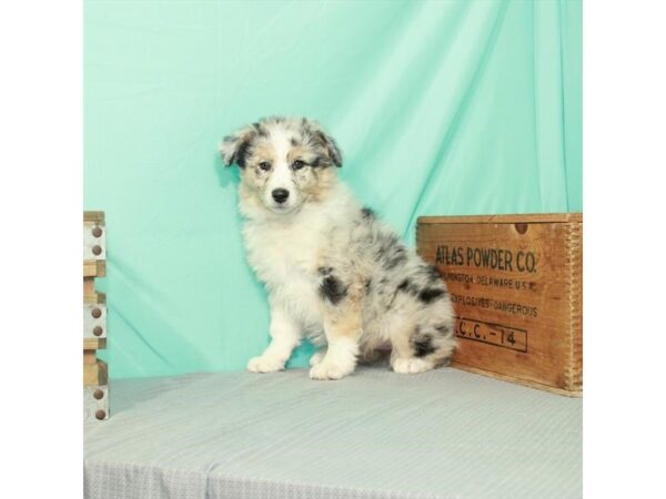 Australian Shepherd/English Shepherd DOG Male Blue Merle 12036 Petland Henderson, Nevada