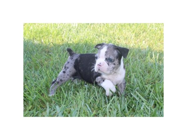 Boston Terrier DOG Male Blue Merle / White 12034 Petland Henderson, Nevada