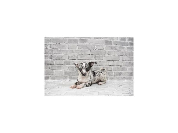 Chihuahua-DOG-Male-Blue Merle-12047-Petland Henderson, Nevada