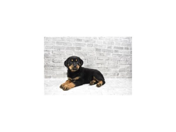 Rottweiler DOG Female Black and Mahogany 12046 Petland Henderson, Nevada